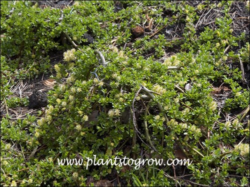 Blunt Leaf Willow (Salix retusa)
growing over a  rock.